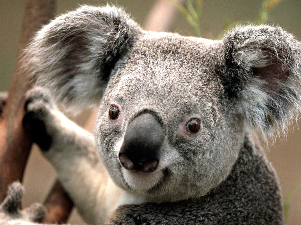 आजादी के अमृत महोत्सव मे बालिकाओं को किया जागृत 1 Koala