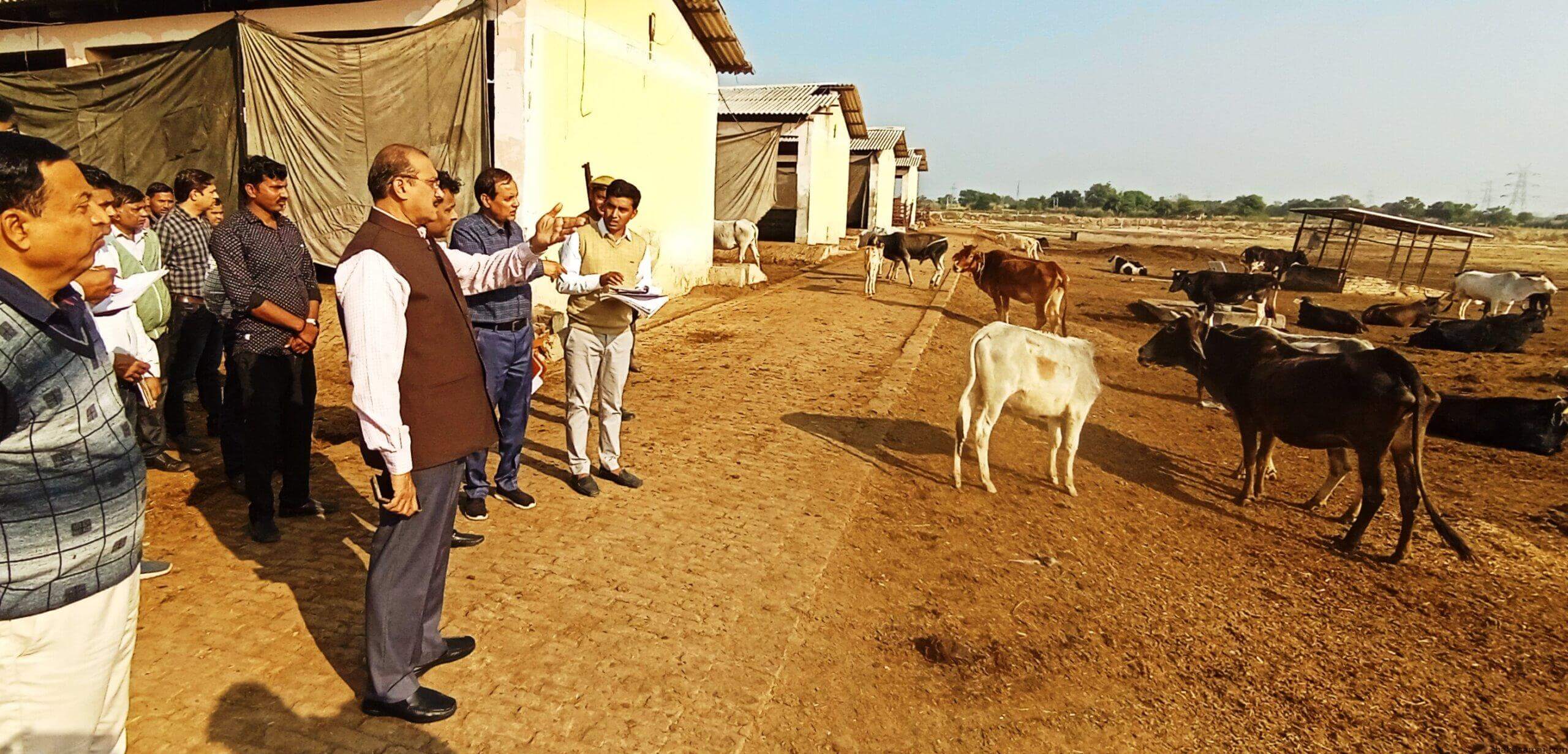 गौशाला का निरीक्षण (9)