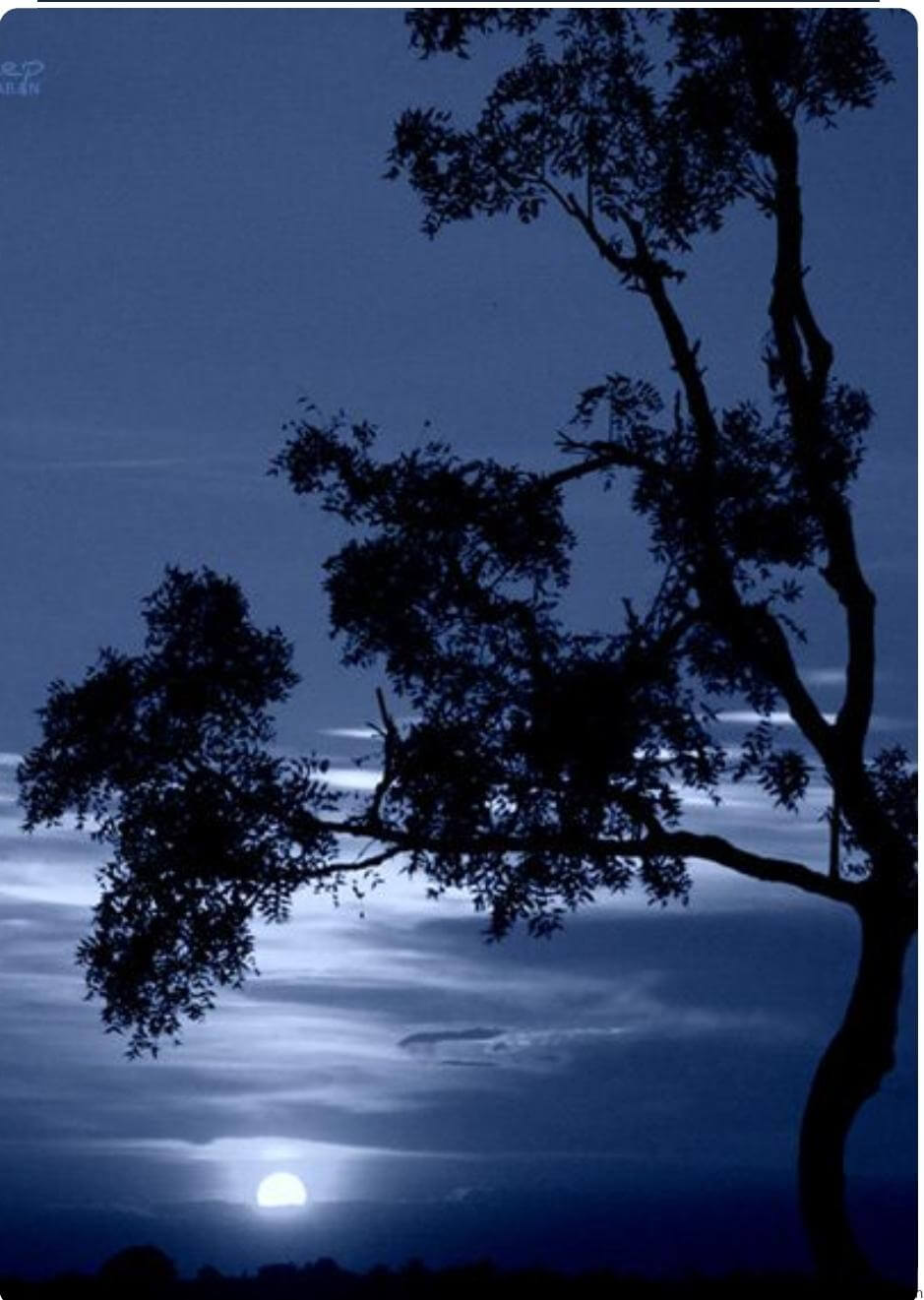 Screenshot_20240715_201046_Pinterest