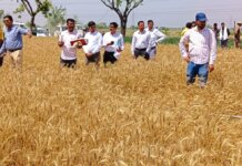 मैनपुरी: डीएम अंजनी कुमार सिंह ने क्रॉप कटिंग से गेहूं उत्पादन का किया आकलन, सीसीई एग्री ऐप से परखी वास्तविक उपज।